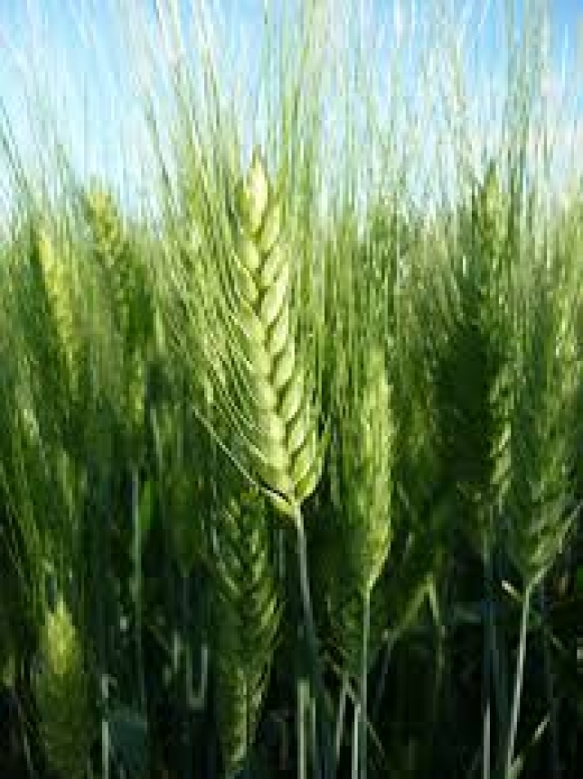 Cadas generalizadas de los precios medios de los cereales menos del trigo duro