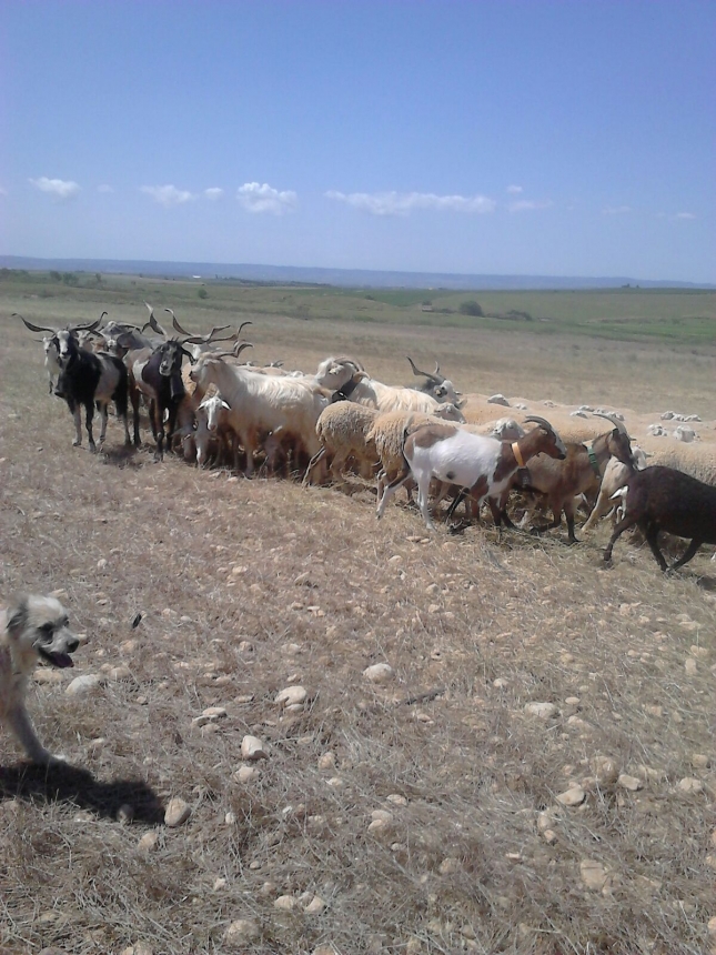 Influencia de la flora ruminal de las ovejas en la emisin de hidrgeno al medio ambiente