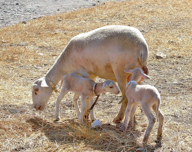 Una investigacin estudia introducir la salvia en la alimentacin de la raza ovina Segurea