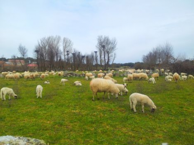 Las cooperativas analizan la situacin de seguros agrarios y ganaderos en Extremadura