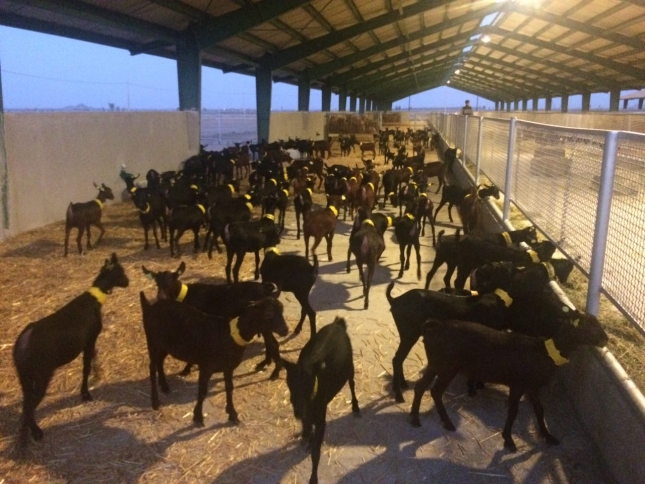 La Unin de Extremadura exige reestructurar Agricultura para coordinar la sanidad animal