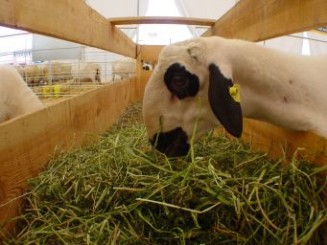 UPA-COAG urge a Junta CyLen a pagar ayudas de ovino y caprino de la PAC 2017