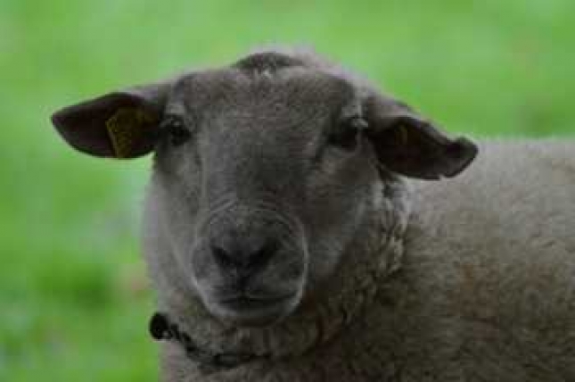 BRASIL pone en marcha un plan para mejorar los rendimientos del ovino y el caprino y la calidad de sus producciones