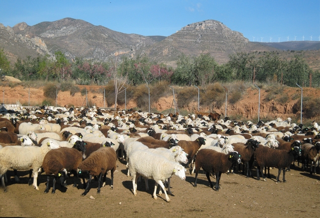 Joaqun Olona pide apoyo a los ganaderos en la reforma de la PAC para conseguir rentas ms justas