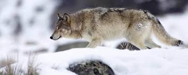 Las asociaciones animalistas critican las batidas contra el lobo en Vilalba y Abadn