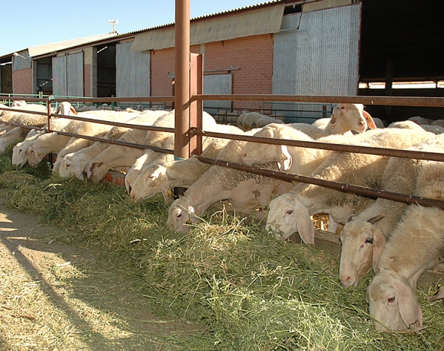 El aumento de la productividad de las ovejas conduce a una mayor rentabilidad de la granja