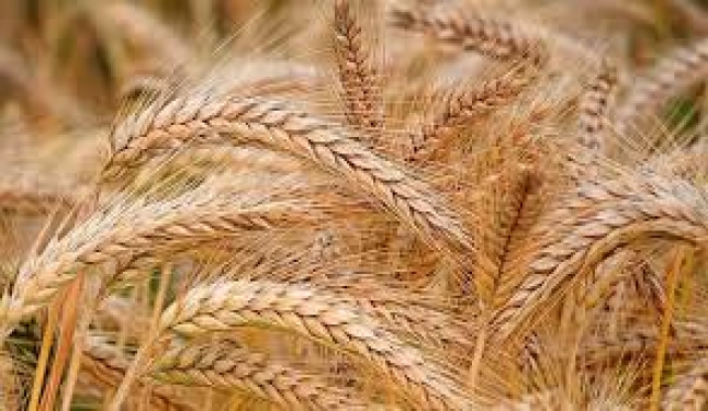 La cebada y el trigo encabezan las alzas generalizadas de precios segn Accoe.