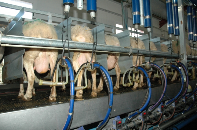 Los datos de las declaraciones obligatorias avalan la subida de precios de la leche de oveja y cabra