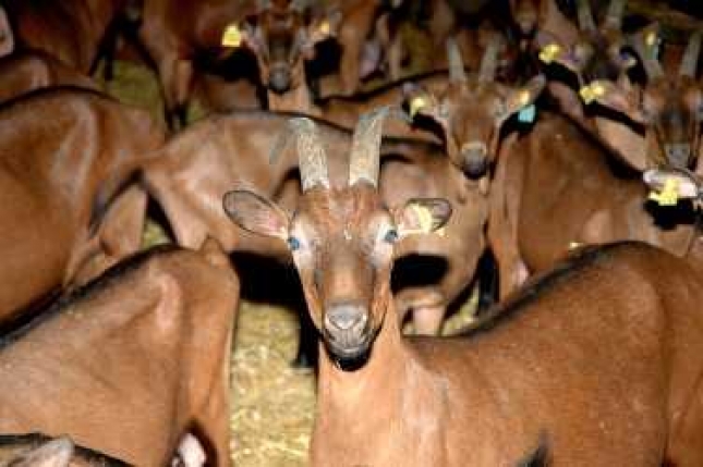 La produccin de leche de cabra se dispara en el mes de mayo con un aumento del 4,3%.