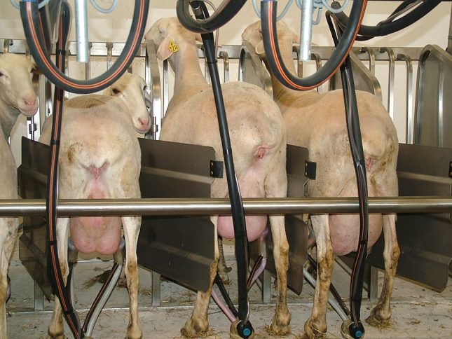 Cada explotacin ovina de Castilla-La Mancha produce una media de un 16,1% ms de leche que en Castilla y Len