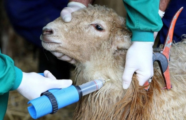 La importancia de la vacunacin, la bioseguridad y los diagnsticos rpidos en la veterinaria actual