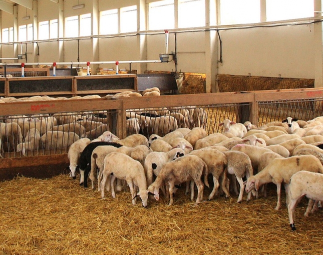 Estabilidad en el sector del cebo de corderos con precios similares a los del pasado ao.