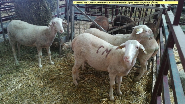 Jornadas, subastas, concursos de ovino protagonizan la feria Femoga de Sariena (Huesca)