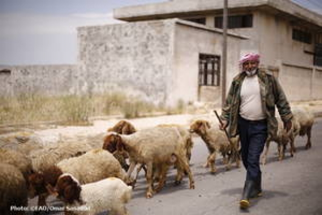 Una campaa de sanidad animal en Siria apoya la seguridad alimentaria y los medios de vida de 230 000 personas
