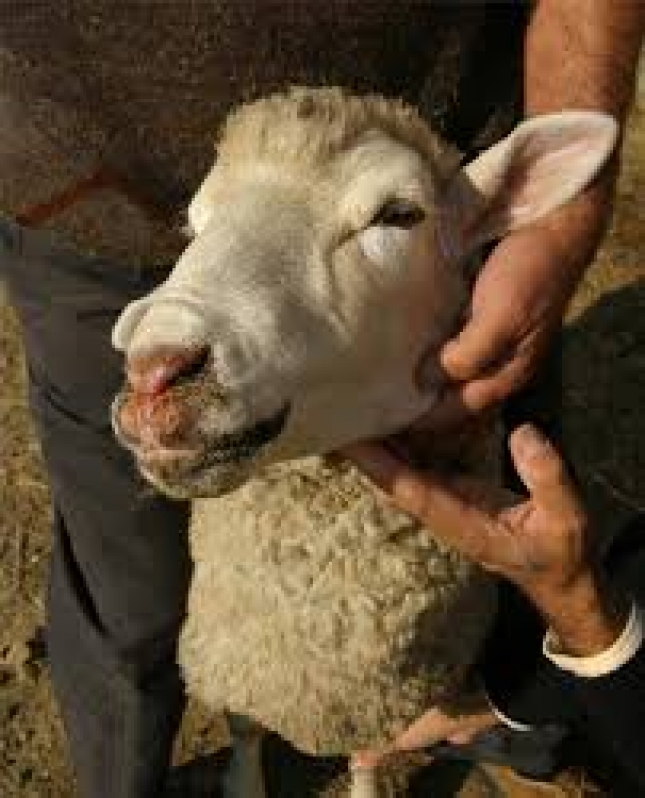 Los productores britnicos redoblan controles por la lengua azul en ovinos comprados en Francia