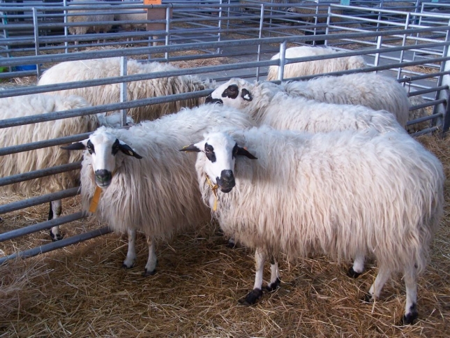 Sube en casi todas las regiones espaolas el censo de granjas que producen leche de oveja durante el ltimo ao