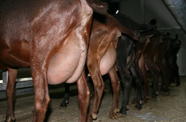 El precio de la leche de cabra sigue subiendo en Espaa, sobre todo en Andaluca, Castilla-La Mancha y Extremadura