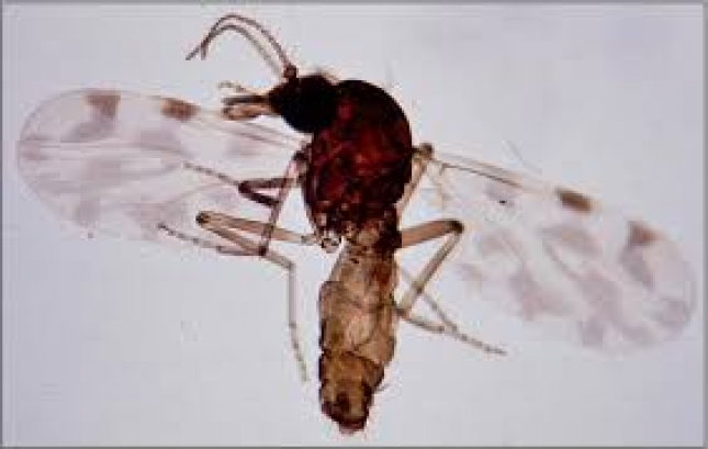 Estudio sobre los periodos estacionales de actividad del mosquito Culicoides en Espaa