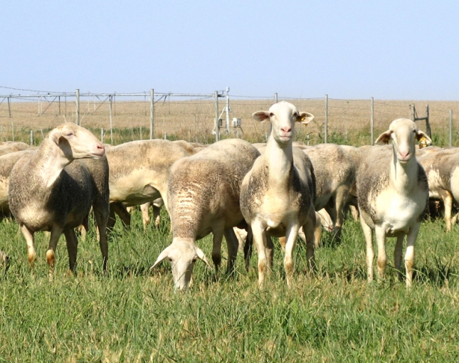 La cotizaci�n de la leche de oveja baja un 14,9% anual con precios m�nimos en Castilla y Le�n
