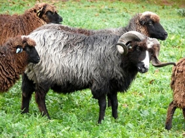 El Principado destinar 57.700 euros este ao en ayudas a razas autctonas ovinas y caprinas