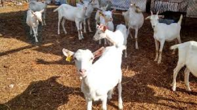 Efectos de la acidosis ruminal subaguda sobre el epitelio del rumen en cabras lecheras