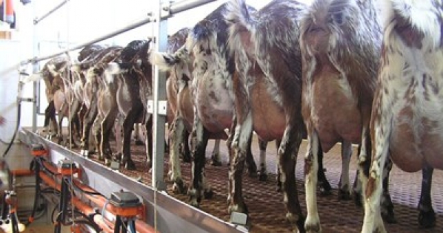 Cada da deja la actividad una explotacin del sector caprino lechero en Espaa