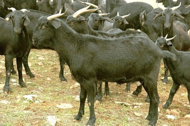 El territorio de las razas (XXIX): La dispersin geogrfica de la cabra Negra Serrana