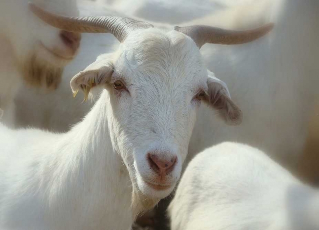 El MAPA pacta un convenio con los criadores de 3 razas puras de ovino y caprino para el depósito de genética