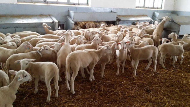 El pienso para el cebo de corderos sube un 3,1% durante el pasado mes de mayo