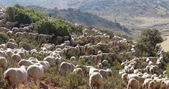 600 ovejas de raza segure�a pastan desde hoy y por segundo en la zona de olivares centenarios de la Dehesa del Generalife
