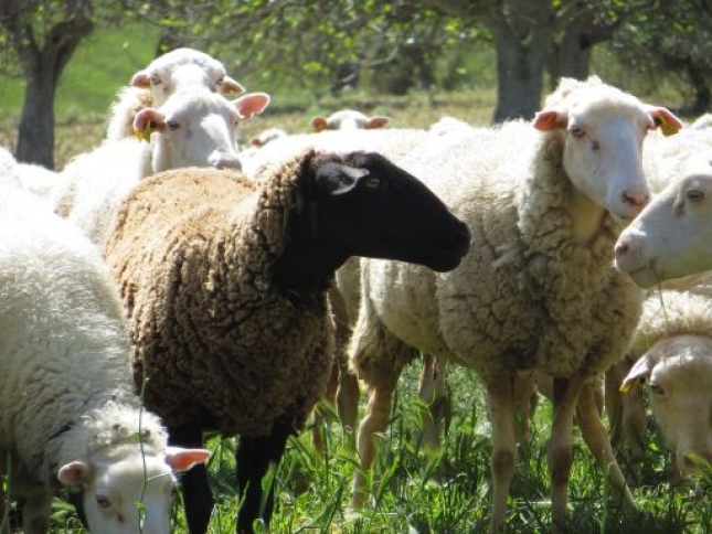 Calidad microbiolgica diferencial para un mejor anlisis de la leche de oveja