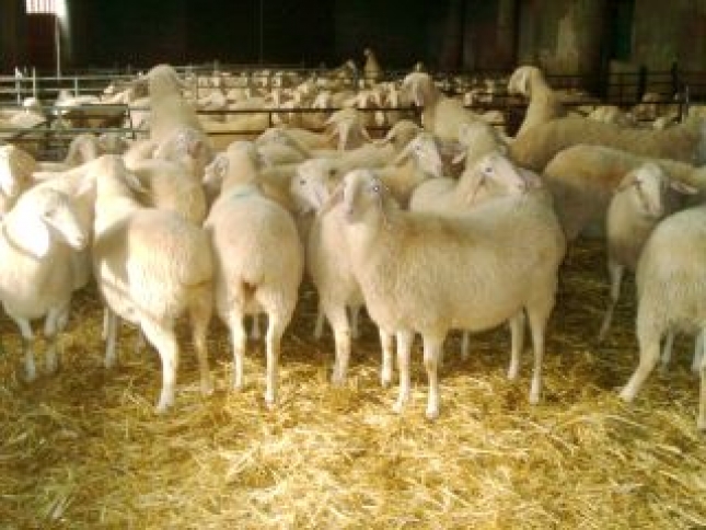 El peso medio de los ovinos sacrificados en Espaa sube casi un kilo en la ltima dcada