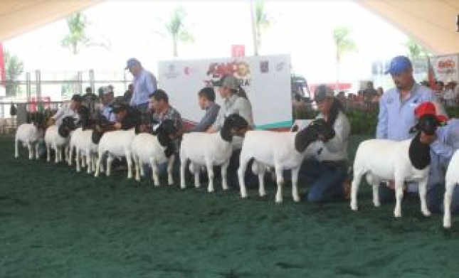 XVIII Exposicin Nacional de Ovinos Dorper y Dorper Blanco