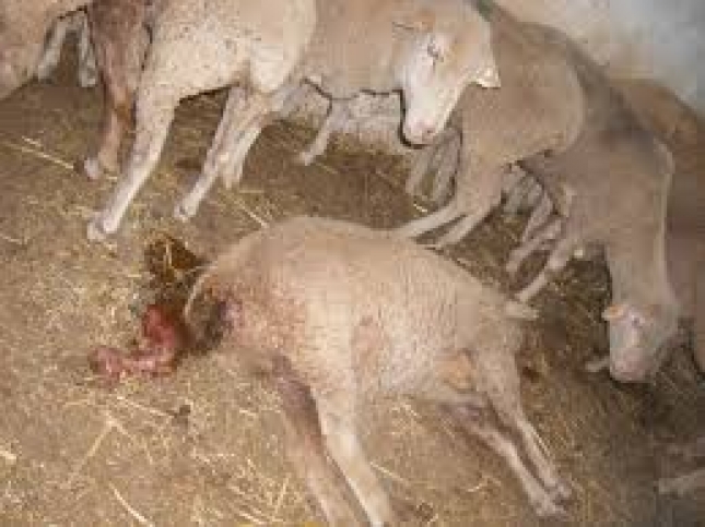 El tratamiento selectivo contra nematodos debe centrarse en ovejas en el periparto