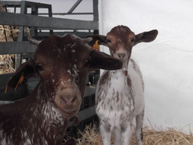 La produccin de carne de caprino se dispara en el inicio del ao con un aumento anual del 17,2%