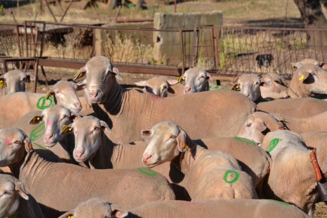 Tres detenidos por el robo de 140 cabezas de ganado ovino en Oliva de la Frontera (Extremadura)