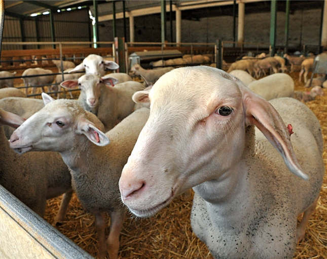 Las industrias contrarrestan el descenso de produccin de leche de oveja con el exceso de quesos en stock