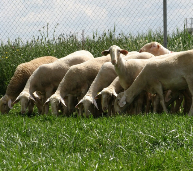 El nmero de ganaderos de ovino de leche baja a menos de 3.800 productores en el pasado verano
