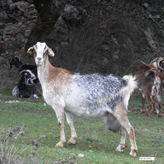 La produccin de leche de oveja y cabra aument un 21,78% en los dos ltimos aos en Canarias
