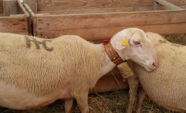 Desarrollan un Elisa indirecto válido para el diagnóstico de tuberculosis en ganado ovino