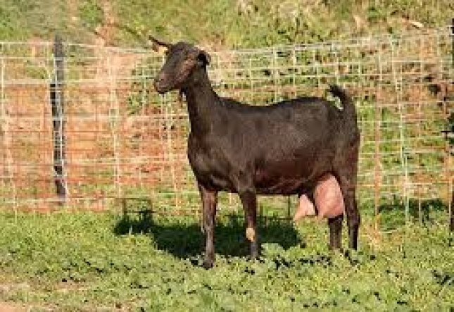 Caprigran avanza en la mejora morfolgica para alargar la longevidad de la cabra Murciano-Granadina
