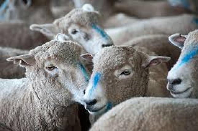 Mxico muestra inters en la adquisicin de carne ovina uruguaya