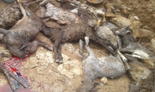 Dos detenidos por maltratar cabras de su finca en Villaviciosa de Odn