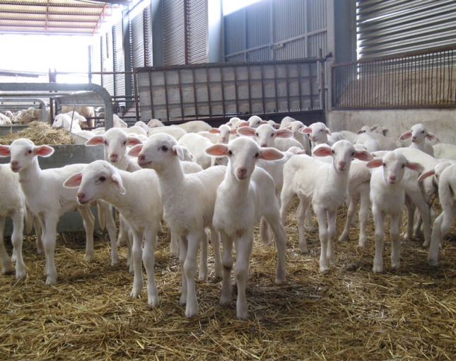 La recra de corderas es una etapa clave en el desarrollo y en la produccin de ovino de leche