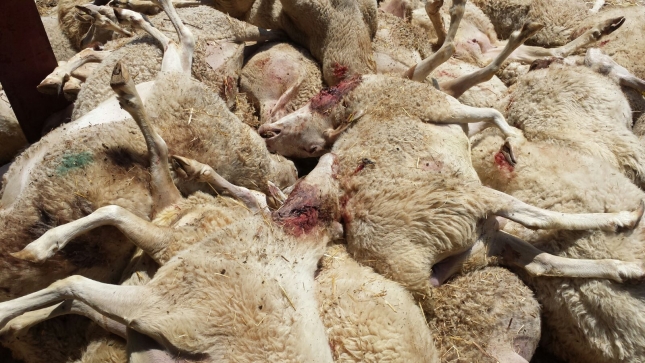 Los lobos matan a una veintena de ovejas en una explotacin de Palencia