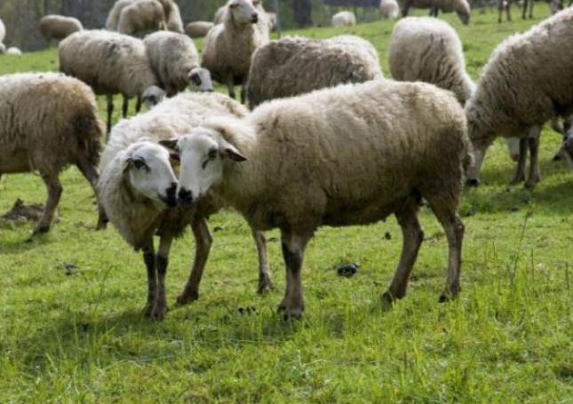 Las ayudas asociadas para el ovino oscilan entre 11,8 y 20,1 euros por animal.