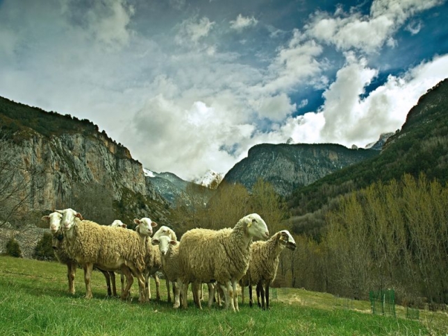 La UE obliga a sealar el origen de la carne de ovino y caprino para clarificar el mercado