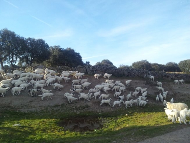 Andaluc�a permite la alimentaci�n de ganado ecol�gico con producto convencional