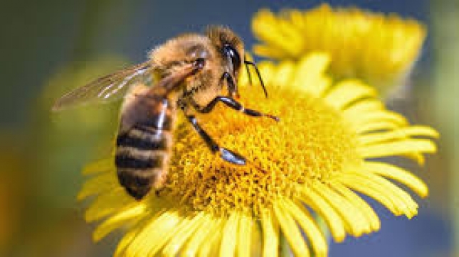 Madrid incluye a las abejas en un registro de explotaciones ganaderas