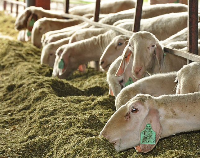 La racin de pienso de oveja en lactacin contina con niveles inferiores al pasado ao.